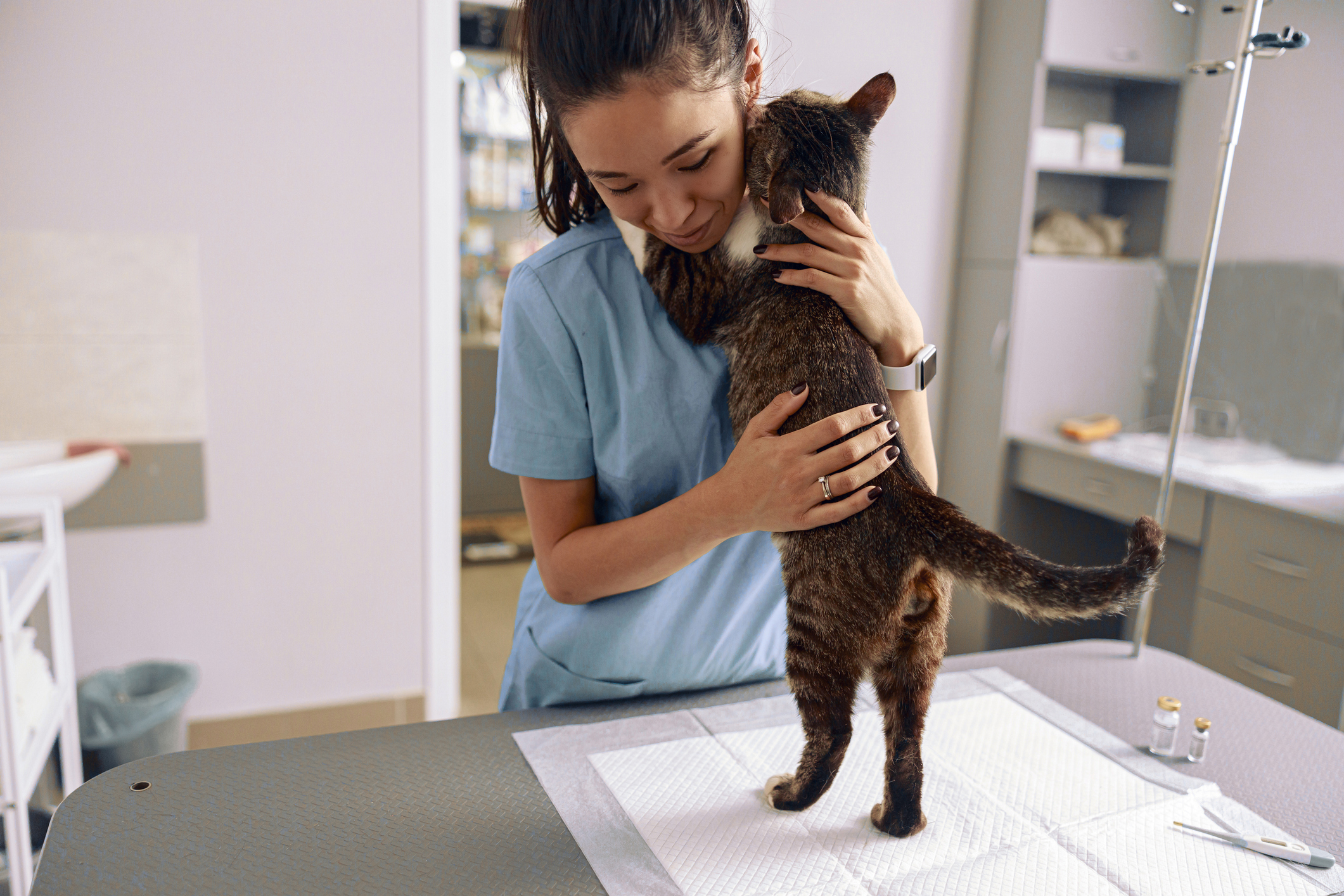 Introducing: The Newly Updated Veterinary Assistant Program